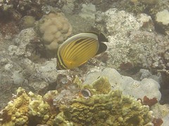 Chaetodon austriacus