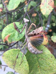 Carolina Mantis