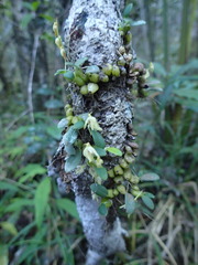 Bulbophyllum melleum image