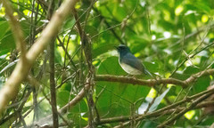 Cyornis hainanus