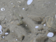 Salmo trutta fario