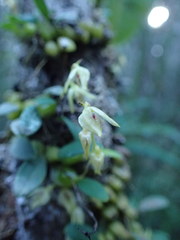 Bulbophyllum melleum image