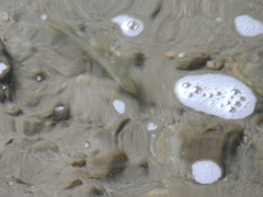 Salmo trutta fario