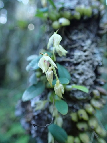 Bulbophyllum melleum image