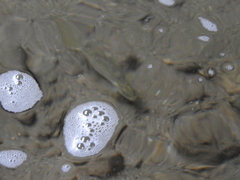 Salmo trutta fario