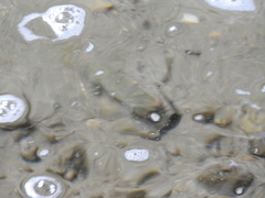 Salmo trutta fario