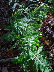 Dryopteris intermedia