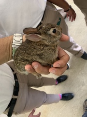 Sylvilagus floridanus