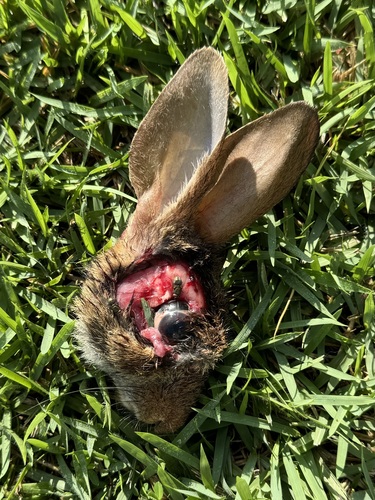 Eastern Cottontail photographed in North Carolina