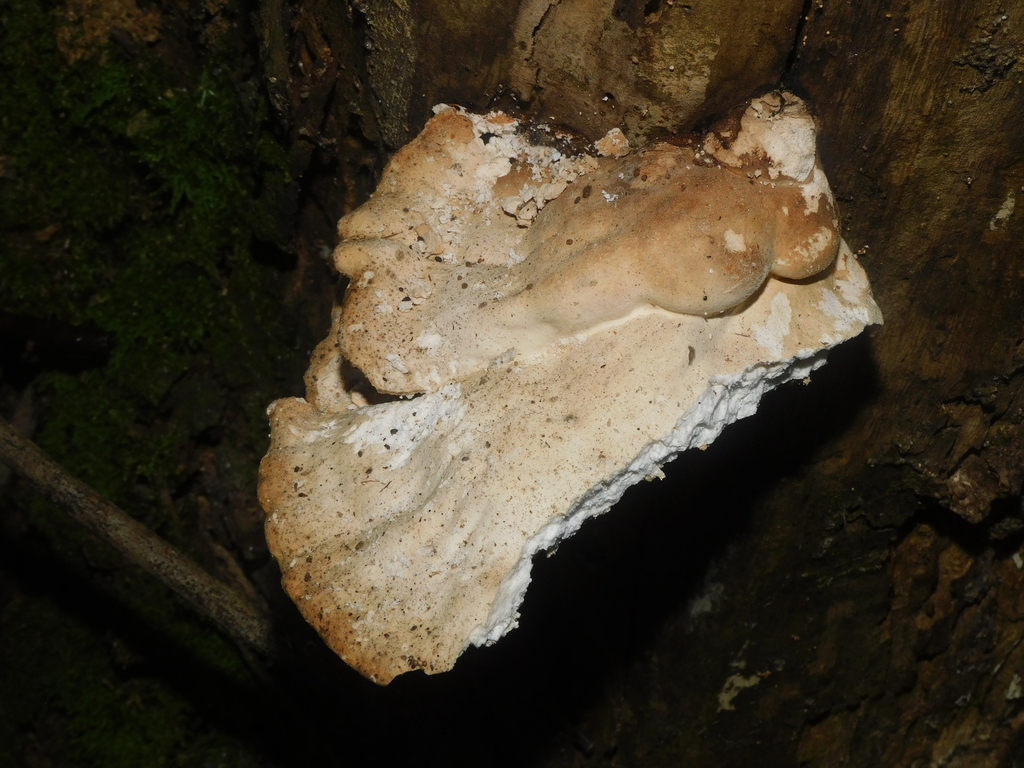 Atlantiporus squalidus · June 2025 · photo: © ana_ads (iNaturalist, cc-by)