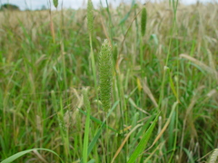 Phalaris paradoxa