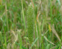 Phalaris paradoxa