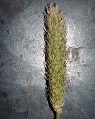 Phalaris paradoxa