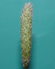 Phalaris paradoxa