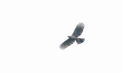Nisaetus nipalensis