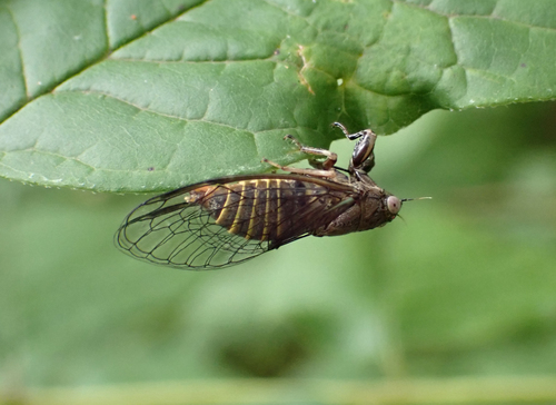Southern Grass Cicada photo 5