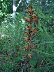 Orobanche gracilis