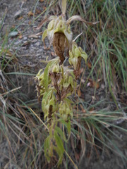 Campanula medium