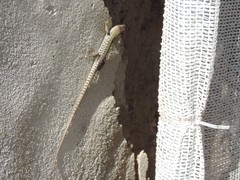 Podarcis siculus siculus