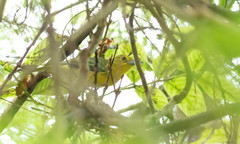 Aegithina lafresnayei