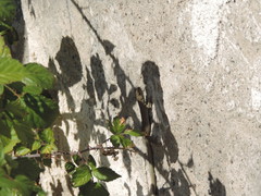 Podarcis siculus siculus