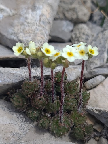 Lehmann's rockjasmine (Androsace lehmanniana)