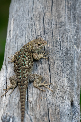 iNaturalist observation photo of Western Fence Lizard
