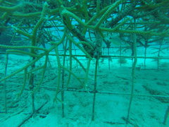 Hypoplectrus unicolor