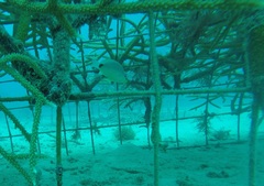 Hypoplectrus unicolor