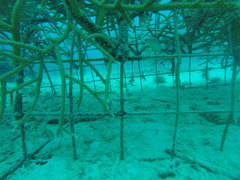 Hypoplectrus unicolor