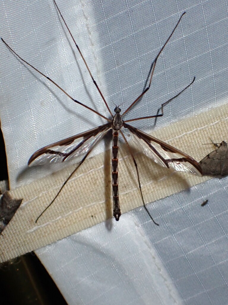 Pedicia goldsworthyi
