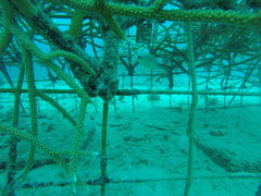 Hypoplectrus unicolor