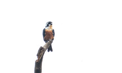 Microhierax fringillarius