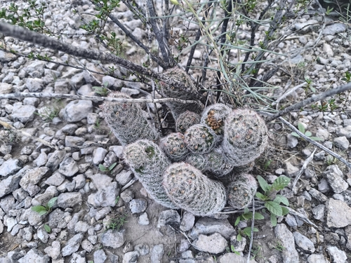 Pelecyphora chihuahuensis