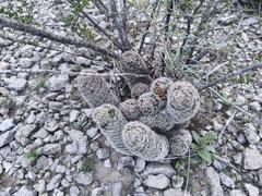 Pelecyphora chihuahuensis