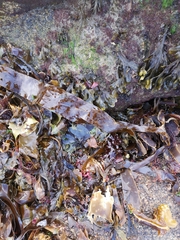 Laminariaceae