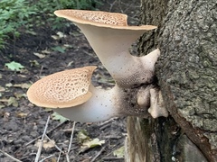 Cerioporus squamosus