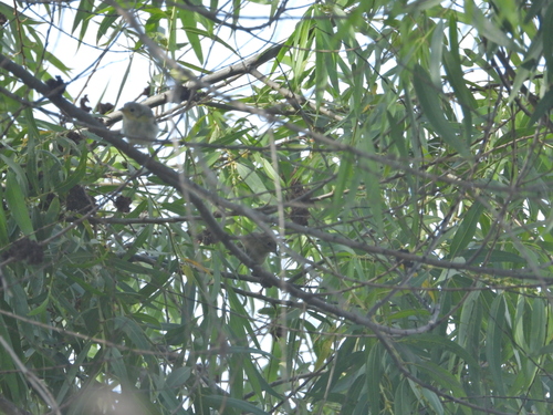 iNaturalist observation photo of Northern Yellow Warbler