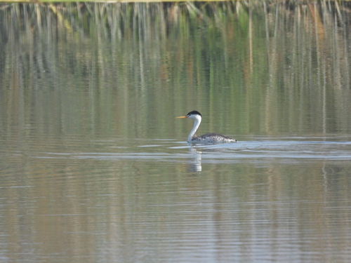 iNaturalist observation photo of Clark's Grebe