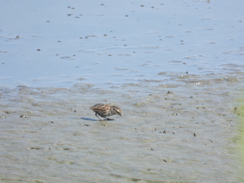 iNaturalist observation photo of Song Sparrow