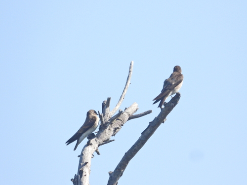 iNaturalist observation photo of Northern Rough-winged Swallow