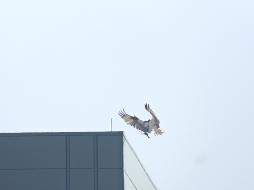 iNaturalist observation photo of Osprey