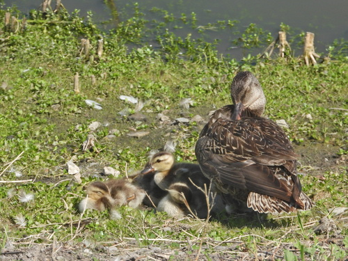iNaturalist observation photo of Gadwall