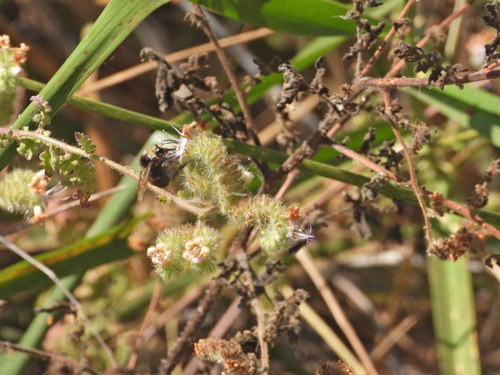 iNaturalist observation photo of Yellow-faced Bumble Bee