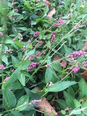 Persicaria longiseta