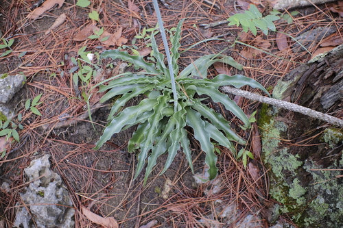Agave variegata