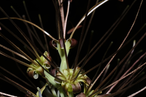mottled tuberose (Manfreda variegata)