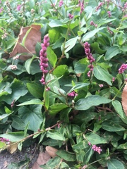 Persicaria longiseta