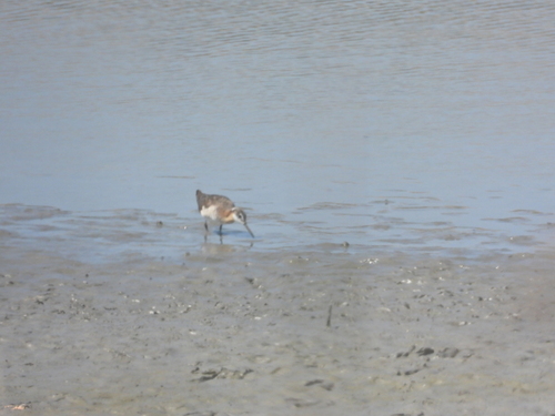 iNaturalist observation photo of Wilson's Phalarope