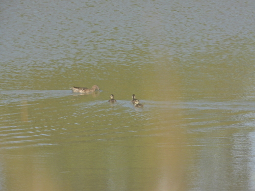 iNaturalist observation photo of Cinnamon Teal